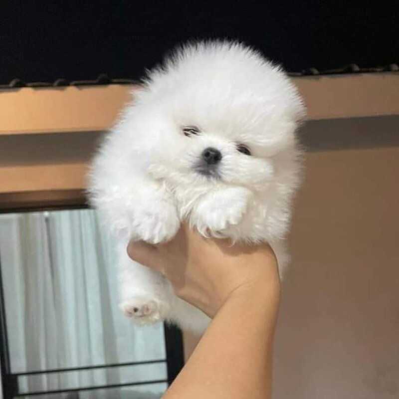 Pomeranian rasa pura
