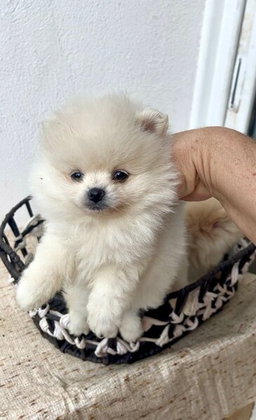 Pomeranian rasa pura