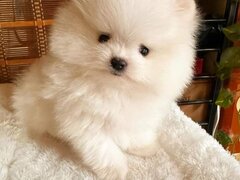 Pomeranian rasa pura