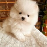 Pomeranian rasa pura